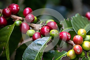 Kolumbianisch kaffee Kirschen 