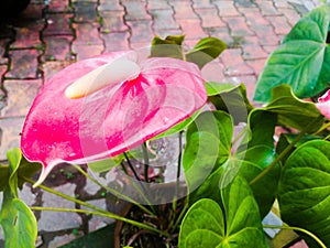 A red color anthurium with long spadix and large green leaves.