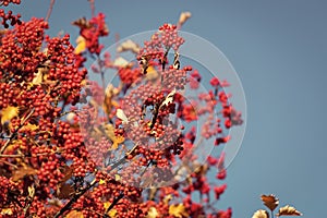 red color autumn rowanberry branch. red autumn rowanberry. autumn season with red rowanberry photo