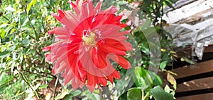 red color beautiful big dahlia flower