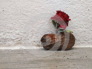 Red bloomed Rose inside a Mango Seed isolated on white background