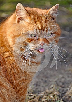 Red color cat Garfield