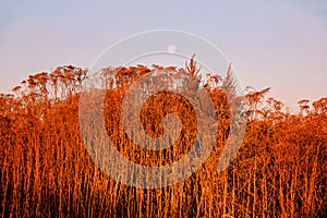 Red color of dried autumn grass as background