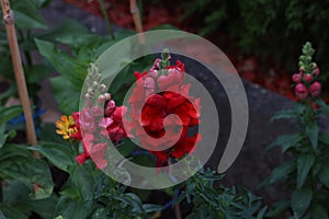 Red color flower on blurred background