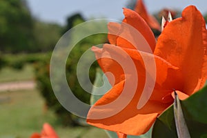 Red Color flower in india