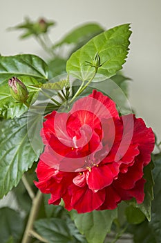 Red color flowering hibiscus