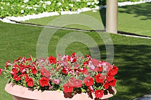 Red color flowers in pot with green garden background