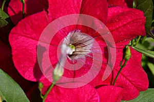 Red color of flowers at spring time