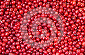 Red color fresh cranberries bacground.