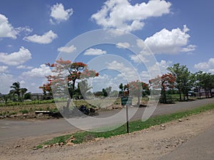 Red Color GULMOHAR tree