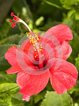 Red color Hibiscus flower with pistil and stamen