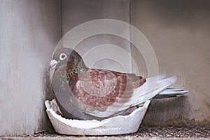 red color homing pigeon hatching egg in breeding loft