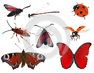 Red color insect collection isolated on white