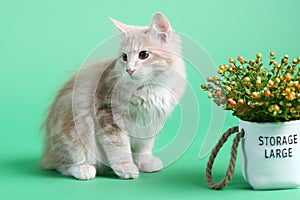 red color Kuril bobtail kitten close up photo on green background