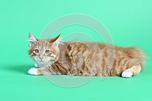 red color Kuril bobtail kitten close up photo on green background