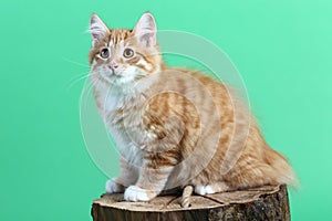 red color Kuril bobtail kitten close up photo on green background