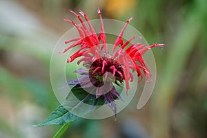 A red color of Monarda Rasberry Wine Bee Balm flower