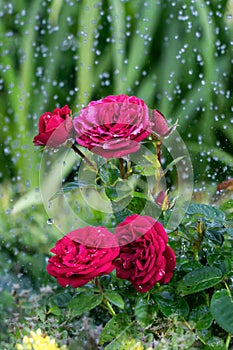 Red color roses in flower garden and water drops above it, planted flowers are watered in flower garden