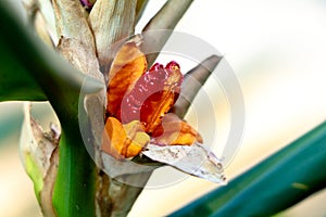 Red color seeds of garland-lily or ginger lily, selective focus