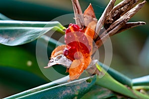 Red color seeds of garland-lily or ginger lily, selective focus