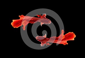 Red color Siamese fighting fishRosetail,fighting fish,Betta splendens,on black background with clipping path,Betta Fancy Koi