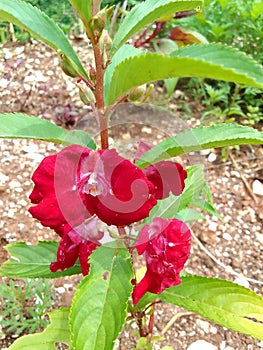 Red color siyam flowers in the garden in the morning