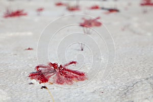 Red color sundew - carnivorous plants on white sand