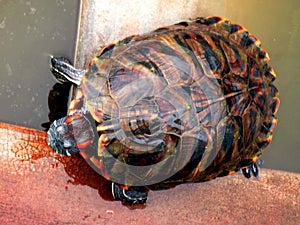 Red color turtle looking fully scene