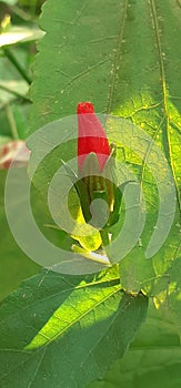 Red Color Wax Mallow Flower on Green Leaves Background photo