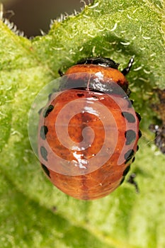 Red colorado beetle on the leaves of potatoes