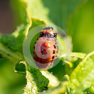 Red colorado beetle on the leaves of potatoes