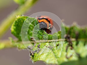 Red colorado beetle on the leaves of potatoes