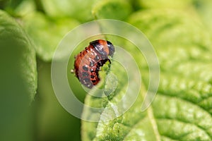 Red colorado beetle on the leaves of potatoes