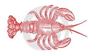 Red colored american lobster homarus americanus in top view
