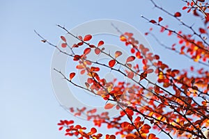 Red colored autumn-leaves