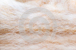 Red colored cat animal fur texture backdrop photo