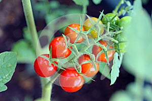 Red-colored cherry Tomatoes in the Home Vegetable Garden