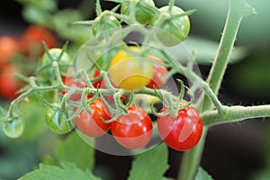 Red-colored Cherry Tomatoes in the Home Vegetable Garden