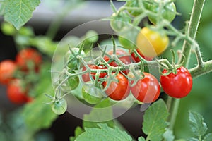 Red-colored Cherry Tomatoes in the Home Vegetable Garden