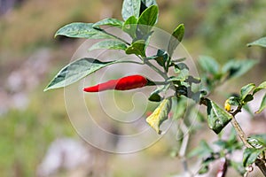 Red colored chilli peppers on tree.