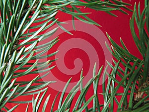 Red colored christmas background with Christmas tree branch in green.