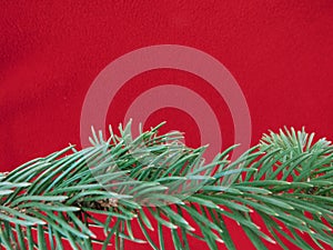 Red colored christmas background with Christmas tree branch in green.