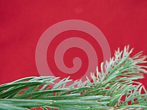 Red colored christmas background with Christmas tree branch in green.