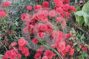 red colored chrysantheme rot tautropfen flower on farm