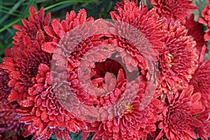 red colored chrysantheme rot tautropfen flower on farm