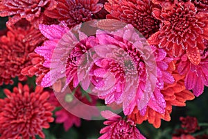 red colored chrysantheme rot tautropfen flower on farm