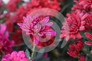 red colored chrysantheme rot tautropfen flower on farm