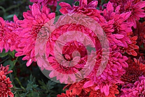 red colored chrysantheme rot tautropfen flower on farm