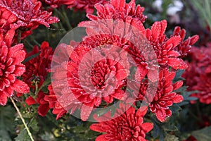 red colored chrysantheme rot tautropfen flower on farm