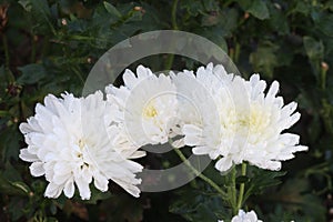 red colored chrysantheme rot tautropfen flower on farm